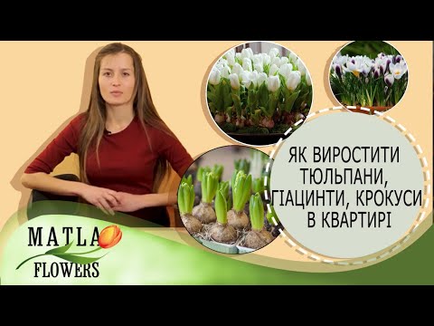 Видео: Як виростити тюльпани, гіацинти, крокуси в квартирі