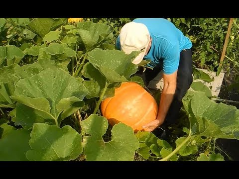 Видео: Как вырастить тыквы огромными