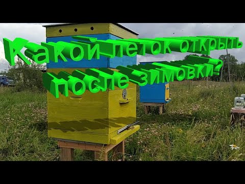 Видео: Профессор Кашковский: После зимовки какой из летков должен быть открытый?