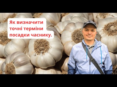 Видео: Коли саджати озимий часник на зиму згідно науки та з нашого досвіду.