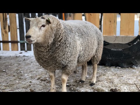 Видео: Привесы Баранов 🐏