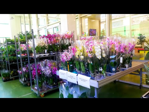 Видео: Есть уценки Орхидей✔️Я впервые на этой цветочной базе в Москве/MOSCOW VLOG/