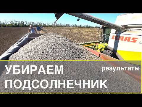 Видео: ВСЕ БЫЛО НЕ ЗРЯ | Результат уборки подсолнечника 2022