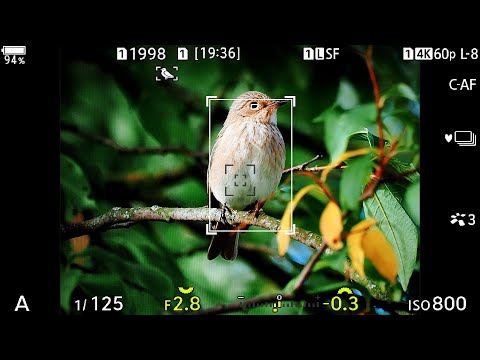 Видео: OM1 - Лучше что я пробовал для Птиц + ISO Test