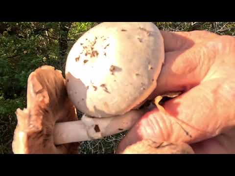 Видео: От Кипарисового озера к замку Львиное сердце через гору. Анапа. 