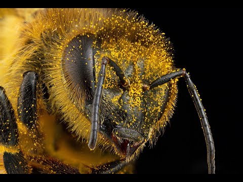 Видео: Золотые гены пчелы Buckfast VIV 55