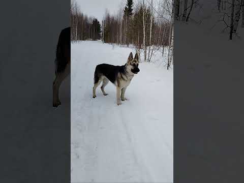 Видео: Собачьи бега. Щенок Джаз носится по лесу.  #щеноквео #щенокДжаз