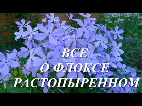 Видео: Флокс растопыренный - флокс весенний