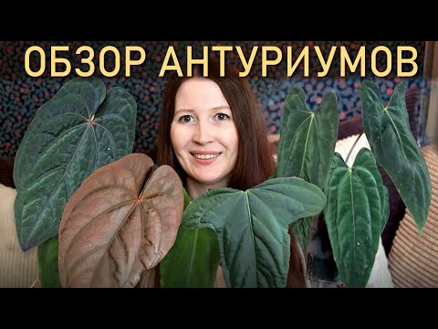 Видео: ОБЗОР моих антуриумов!