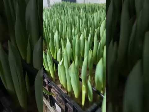 Видео: в какой грунт высаживать тюльпаны