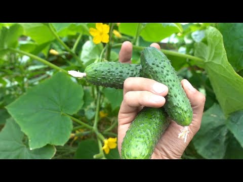 Видео: Осіннє вирощування огірків