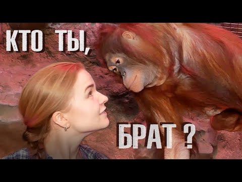 Видео: Мой рыжий брат - орангутан.