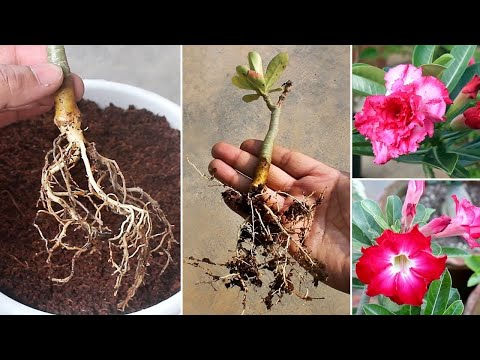 Видео: СМОТРИТЕ, как ЛЕГКО вырастить адениум/розу пустыни из черенков