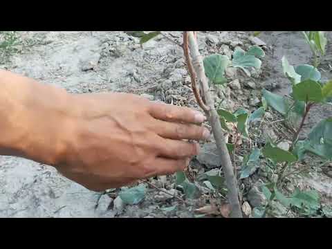 Видео: 15 айлык мисте бак