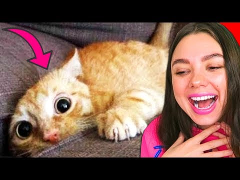 Видео: Улыбнулись или Засмеялись Проиграли - Кот Гипнотизер