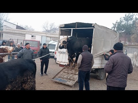 Видео: 12.11.2025 Қукон чорва бозори кучат буқалар нархлари • Qòqon mol bozori