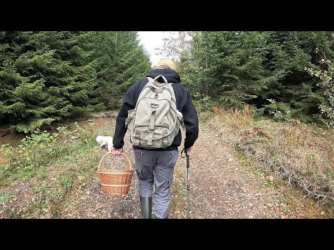 Видео: Грибників БІЛЬШЕ, ніж ГРИБІВ!..Карпатські ХАЩІ ховають різні ГРИБИ