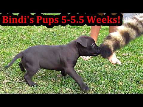 Видео: Щенки Бинди в возрасте от 5 до 5,5 недель