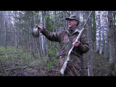 Видео: Весенняя охота в Вологодской области