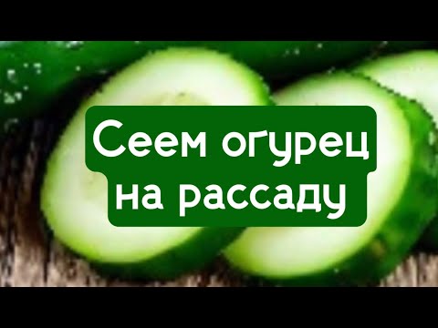 Видео: Сеем огурец на рассаду,02.03.2023г.