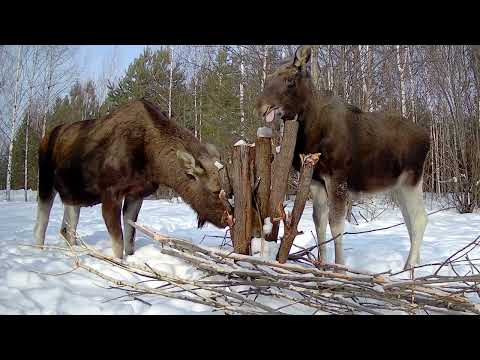 Видео: Кого фотоловушка засняла за месяц в лесу?