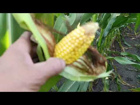 Видео: Яковишину така кукурудза і не снилась. 13 рік в монокультурі🌽🌽