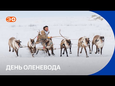 Видео: Гоночные олени и прыжки через нарты: как на Крайнем Севере отмечают День оленевода