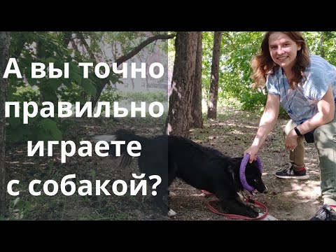 Видео: А вы точно правильно играете с собакой? Научите играть собаку! Дрессировка собак, Казань