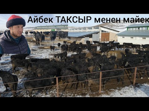 Видео: АБЕРДИН АНГУС, РЕЙНА-КЕНЧ  АЙБЕК ТАКСЫР МЕНЕН МАЙЕК