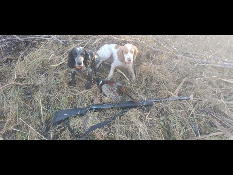 Видео: 27 выход - на фазан с русскими спаниелями
