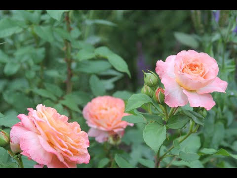 Видео: Обрезка розы Августа Луиза. Обзор укрытий для розовых кустов