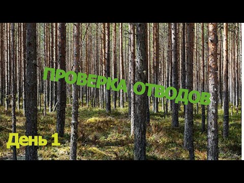 Видео: ПРОВЕРКА ЛЕСНЫХ ОТВОДОВ +совет по готовке подлещика || ДЕНЬ 1