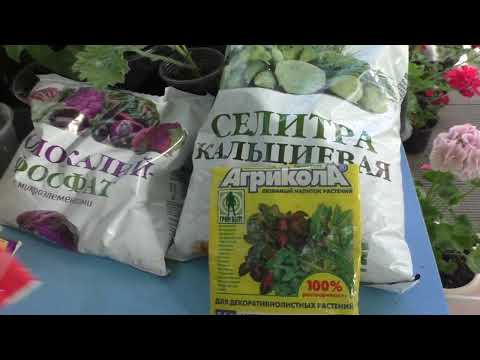 Видео: Полив, подкормка и субстрат для пеларгоний. Отвечаю на ваши вопросы