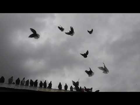 Видео: Николаевские голуби. г.Терновка 157.