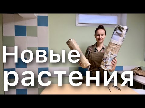 Видео: Распаковка покупки. Новые редкие растения в коллекцию. Заказ на Авито. Дневник садовода