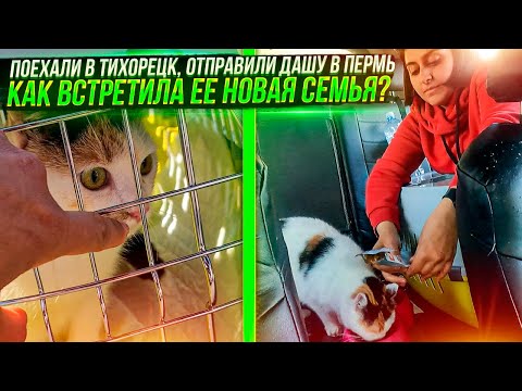 Видео: Отправили Дашу в добрые руки за 2100 км. Ставрополь - Пермь. Как встретили ее новые хозяева?!