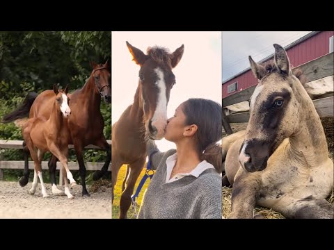Видео: Подборка милых жеребят, часть 7