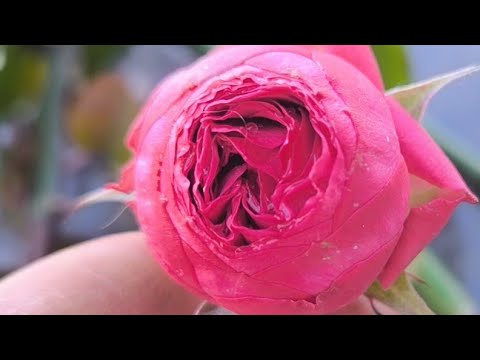 Видео: гарного ранку друзі