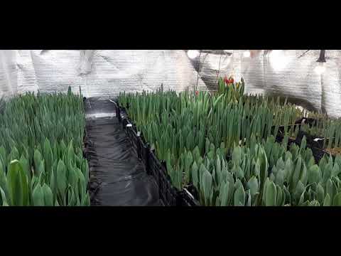 Видео: Выгонка тюльпанов. Четыре недели до 8 марта. Как прискорить выгонку если опаздываете. Часть 7.