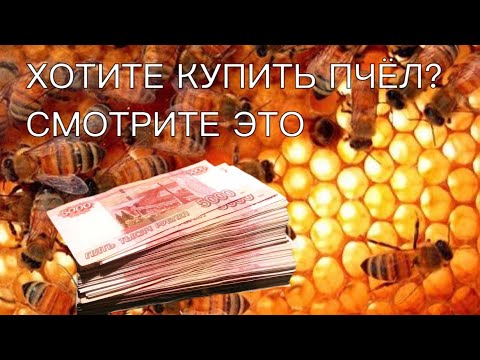 Видео: ХОТИТЕ КУПИТЬ ПЧЁЛ? СМОТРИТЕ ЭТО