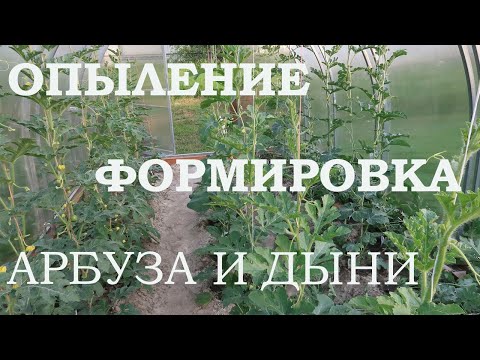 Видео: ВЫРАЩИВАНИЕ АРБУЗОВ и ДЫНЬ!! ОПЫЛЕНИЕ/ФОРМИРОВКА/ПРИЩИПКА!! Московская область 2019