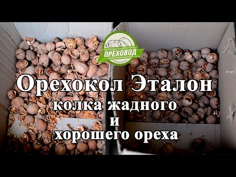 Видео: Орехокол Эталон - колка хорошего и жадного грецкого ореха.