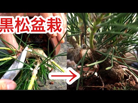 Видео: Какое удобрение для сосен в пределах 5 см от черной сосны бонсай и сосны, используемые