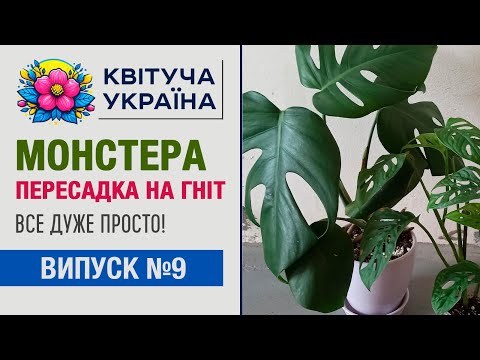 Видео: Монстера на фитильном поливе - это просто!