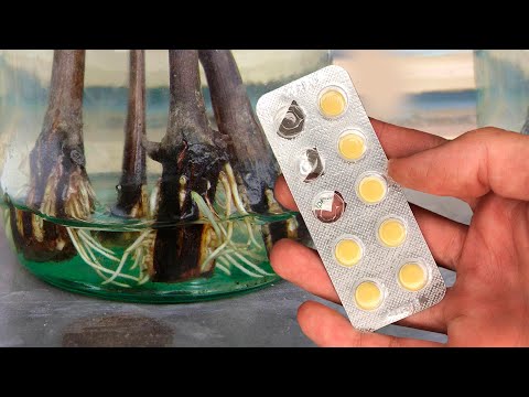 Видео: Уникальный способ укоренить любой черенок за 1 день! 100% Рабочий способ укоренения черенков!