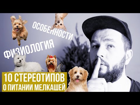 Видео: 10 стереотипов про питание маленьких пород собак