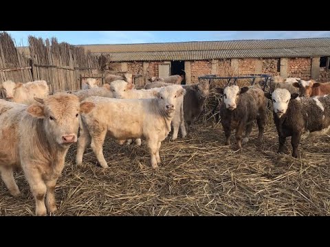 Видео: Беспривязный Откорм бычков , плюсы и минусы