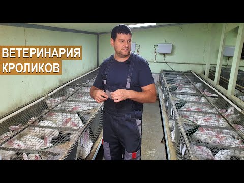 Видео: Ветеринарное обслуживание кроликов. Кроликоферма Александра Воронкова