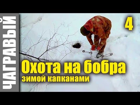 Видео: Охота на бобра капканами 4 | капкан на тропе. Hunting for the beaver by traps 4 | trap on the trail.