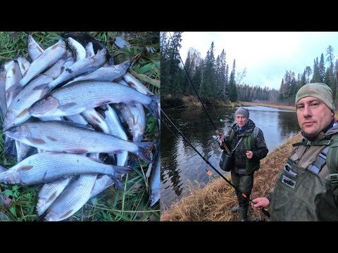 Видео: В СНЕГ ЗА ХАРИУСОМ!!!16.10.2024